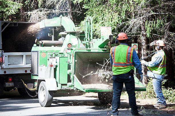 How Our Tree Care Process Works  in  Maricopa, CA