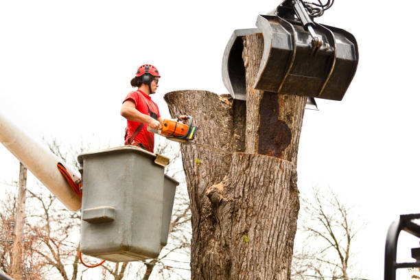 Best Tree Maintenance Programs  in Maricopa, CA